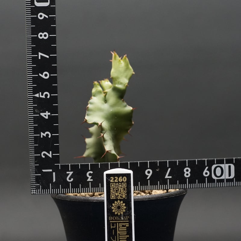 Euphorbia graniticola