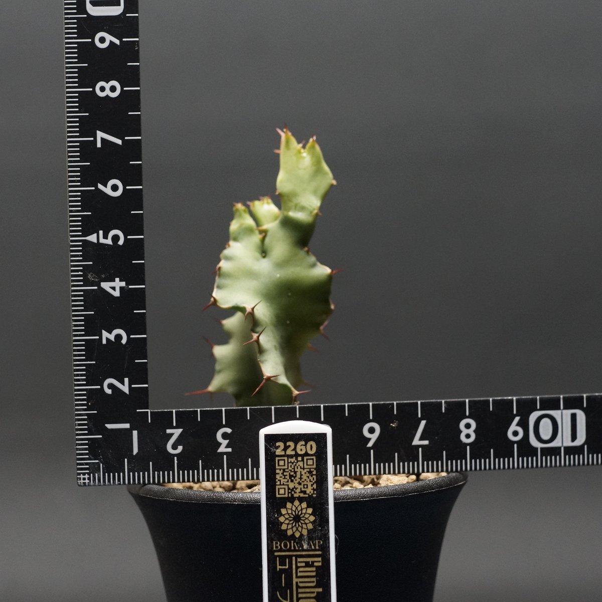 Euphorbia graniticola