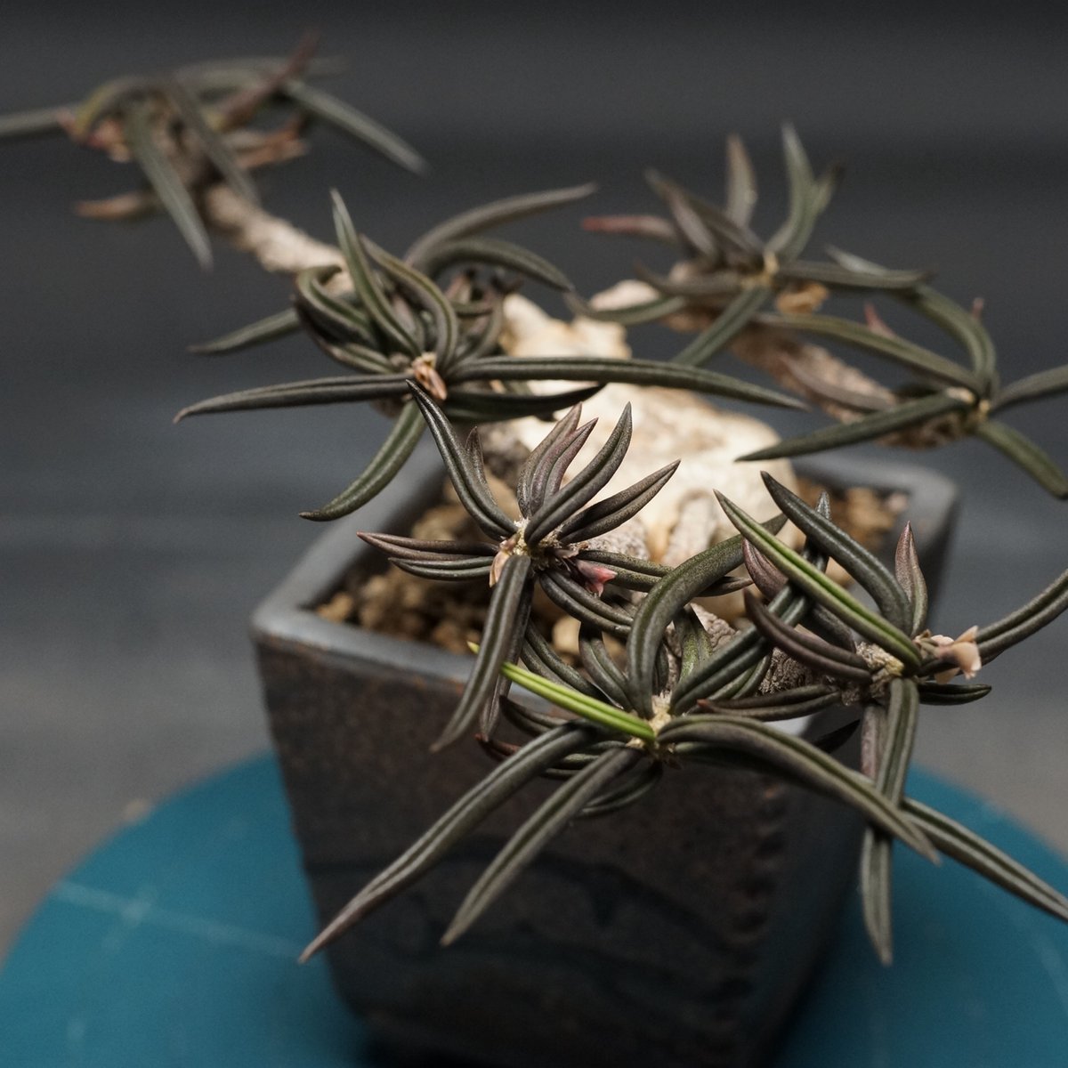 ユーフォルビア キリンドリフォリア ② Euphorbia cylindrifolia