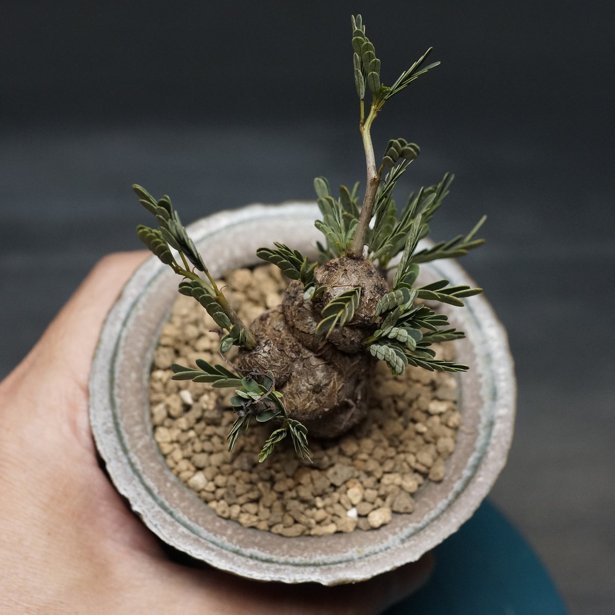 Senna meridionalis