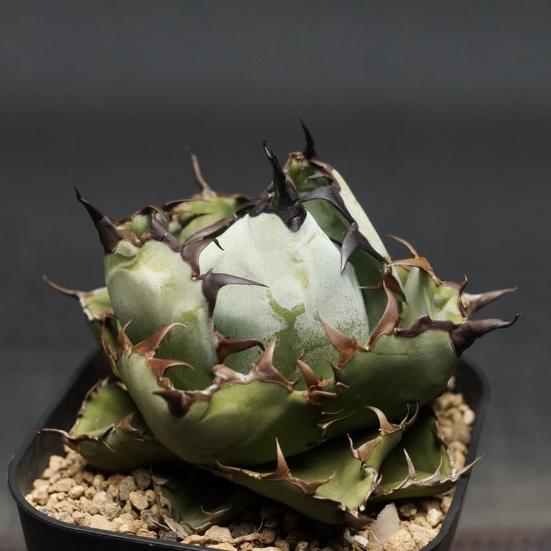 agave titanota