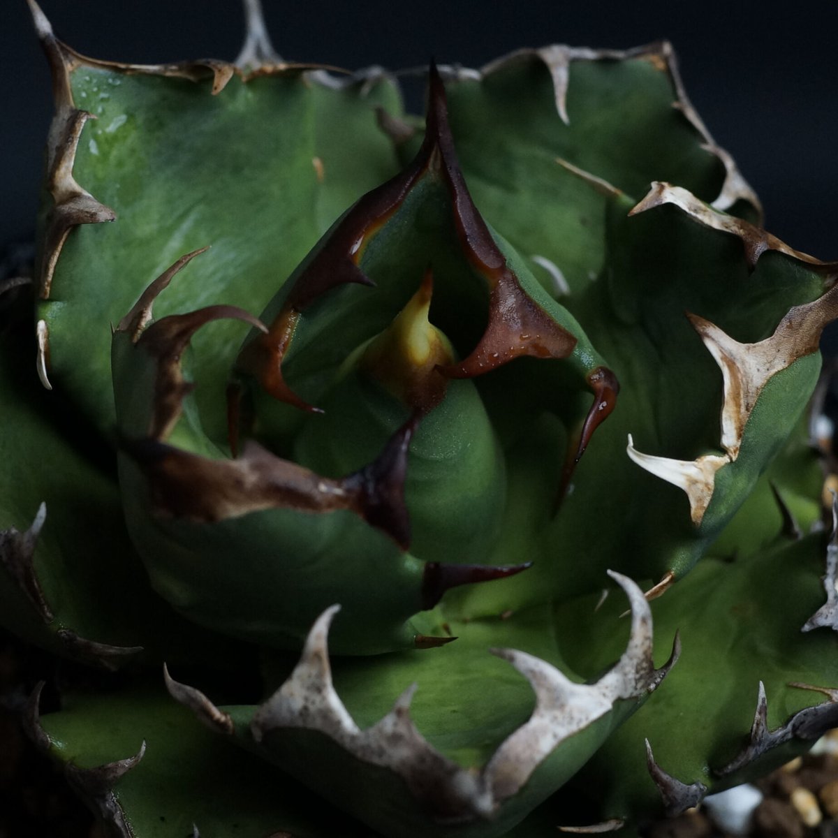 Agave titanota compacta