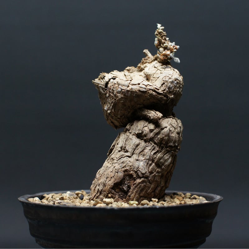 ペラルゴニウム トリステ 