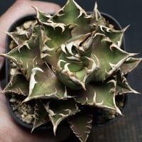 Agave titanota Agave titanota