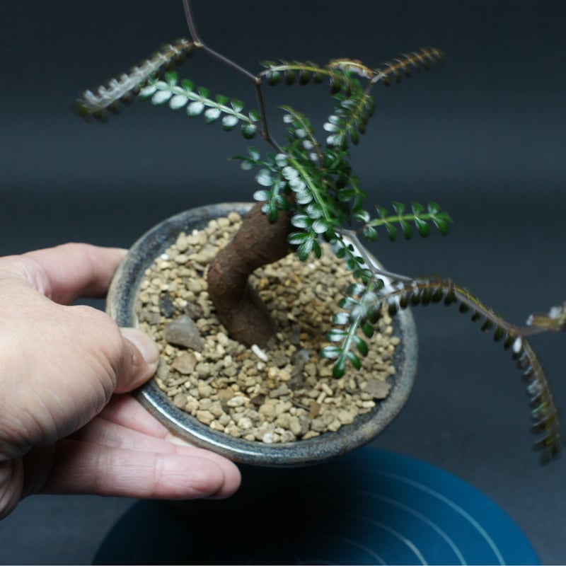 オペルクリカリア パキプス 