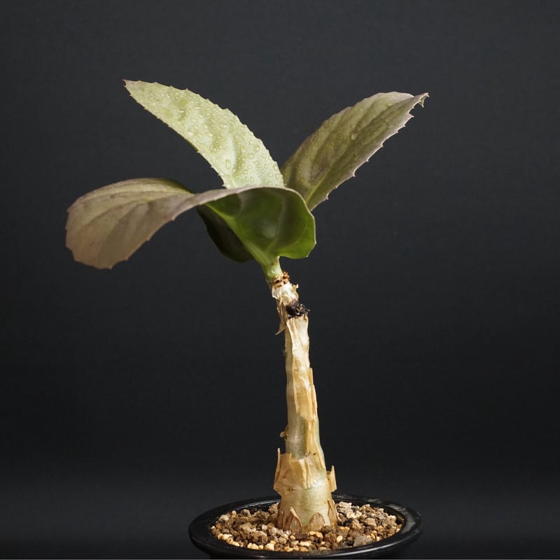 Cyphostemma juttae