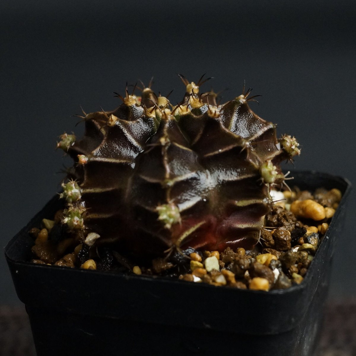 Gymnocalycium