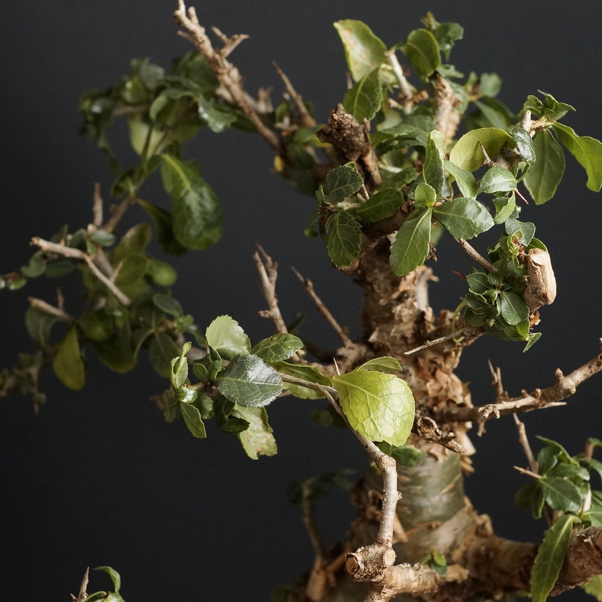 Commiphora habessinica