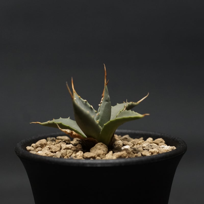 Agave utahensis var. eborispina