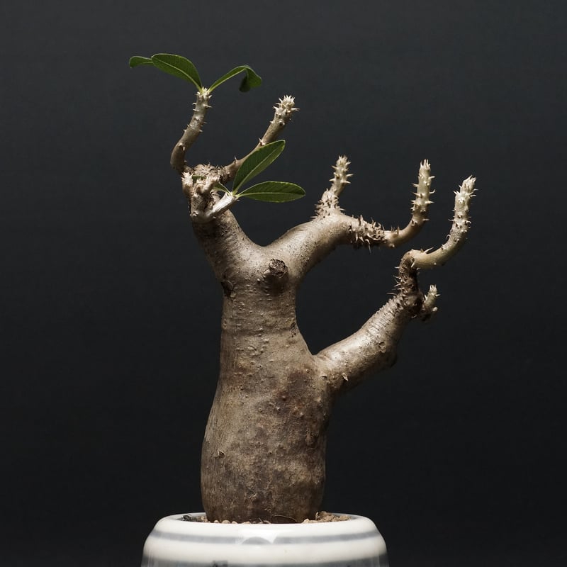 Pachypodium enigmaticum