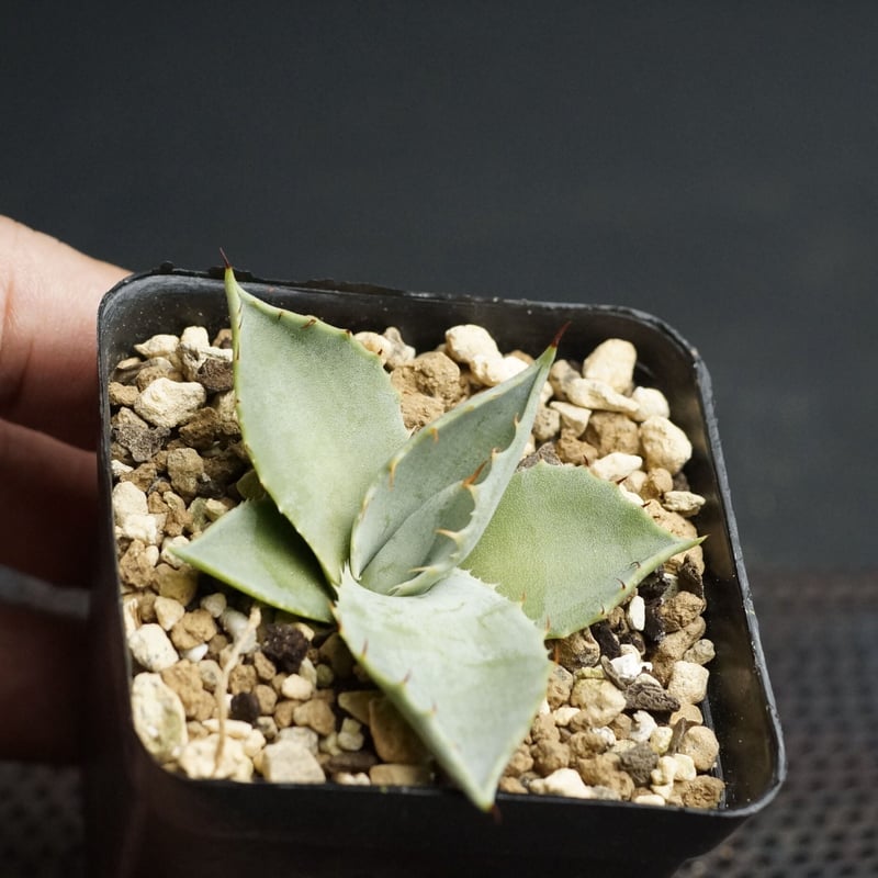 Agave parryi var. truncata