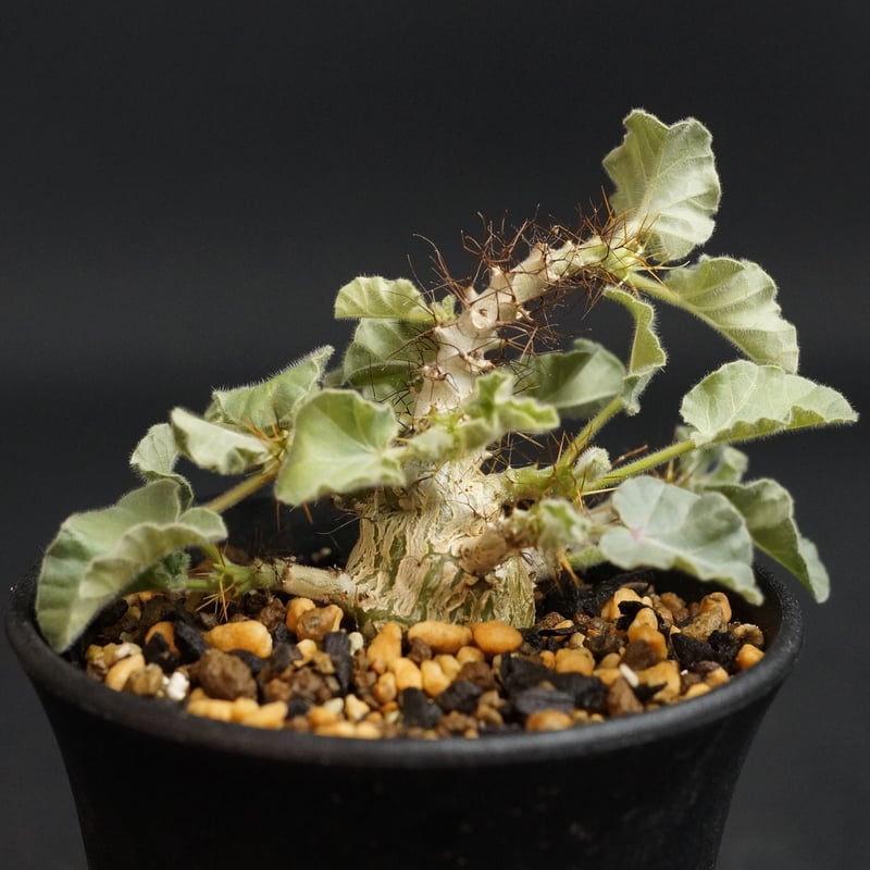 Jatropha marginata