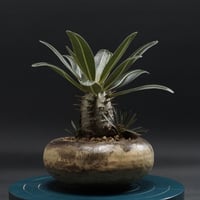 cyphostemma montagnacii