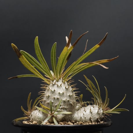 発根済！ パキポディウム グラキリス 多頭！2頭！ 現地球 発根済！ パキポディウム グラキリス 多頭！2頭！ 現地球