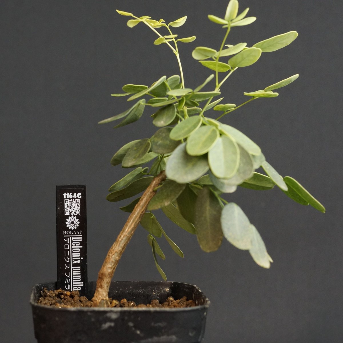 Delonix pumila