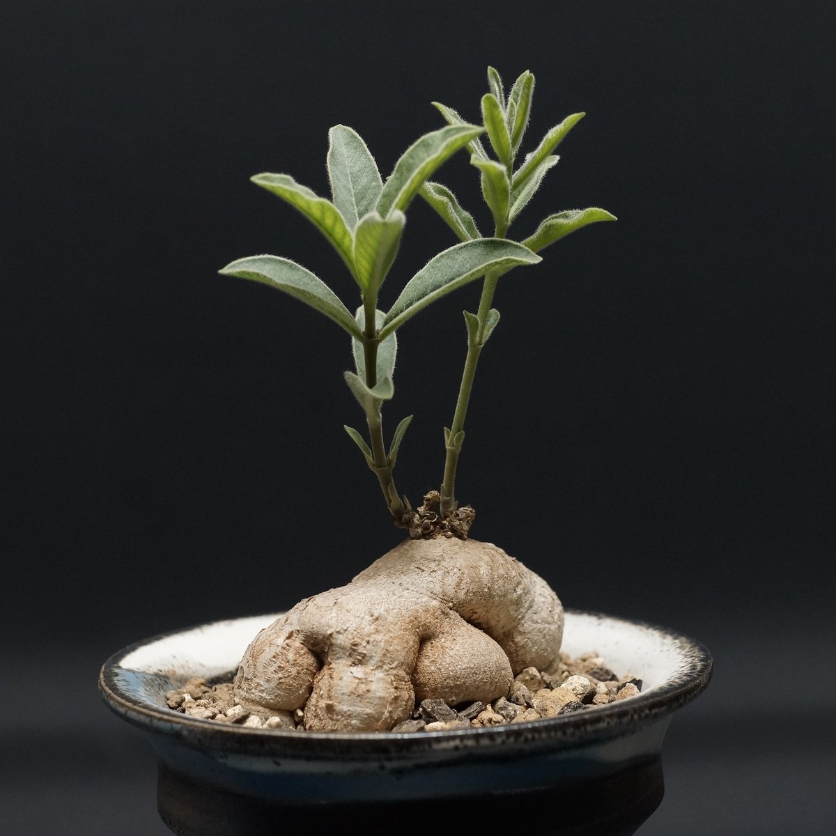 Raphionacme galpinii