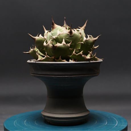 アガベチタノタ姫厳竜 | STORES