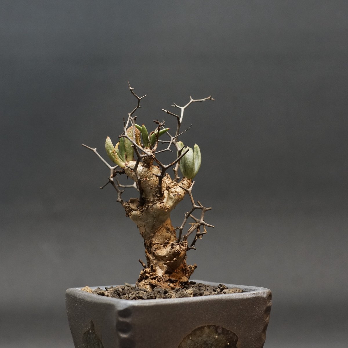 Tylecodon reticulatus