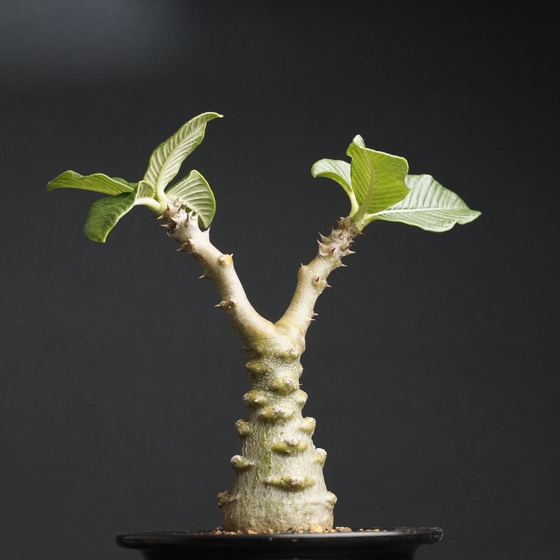 Pachypodium Windsorii Pachypodium Windsorii