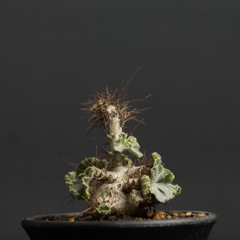 【管理良好・発根済】ヤトロファ　マルギナータ（塊根植物）ODDROOTS管理株 管理良好】ヤトロファ マルギナータ（塊根植物）ODDROOTS管理株