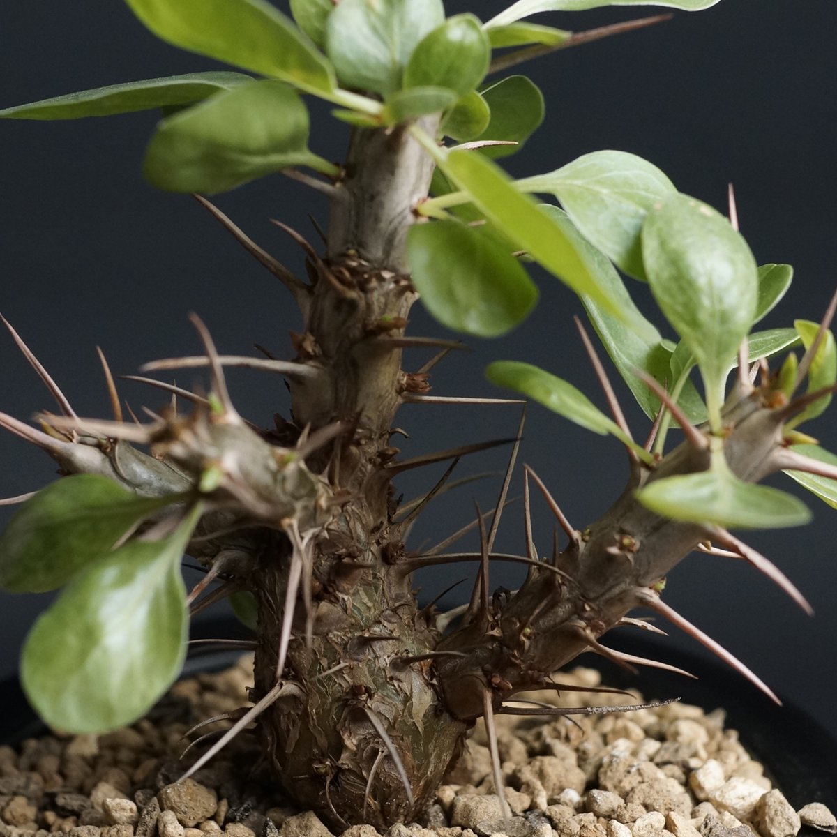 Fouquieria diguetii