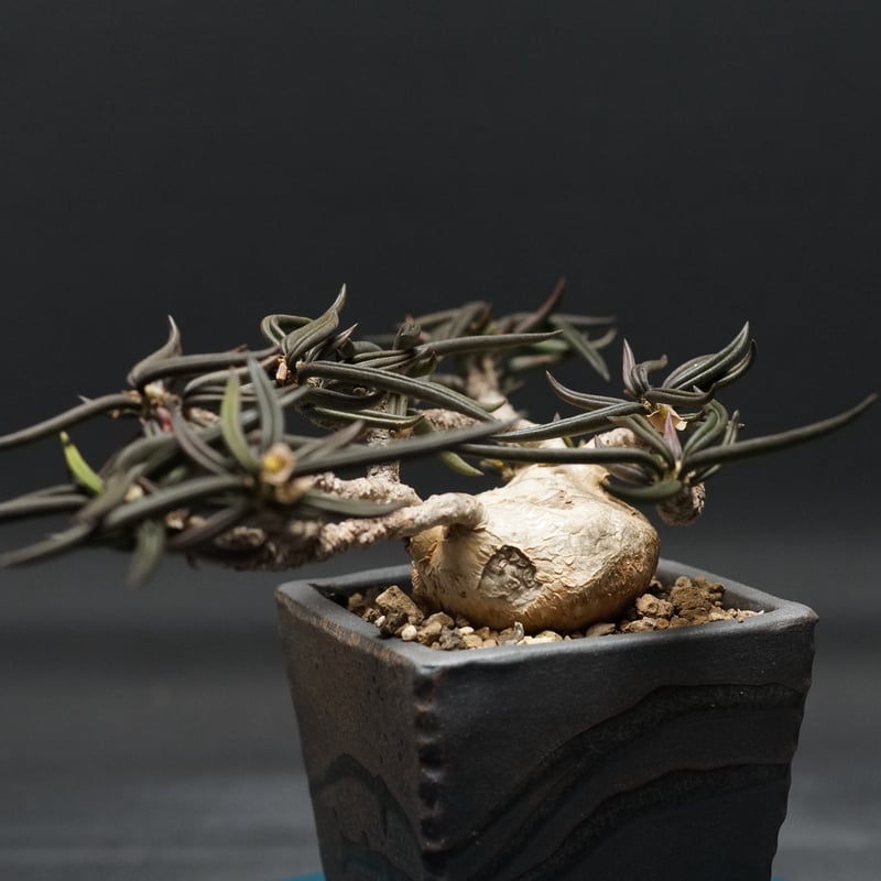 Euphorbia cylindrifolia