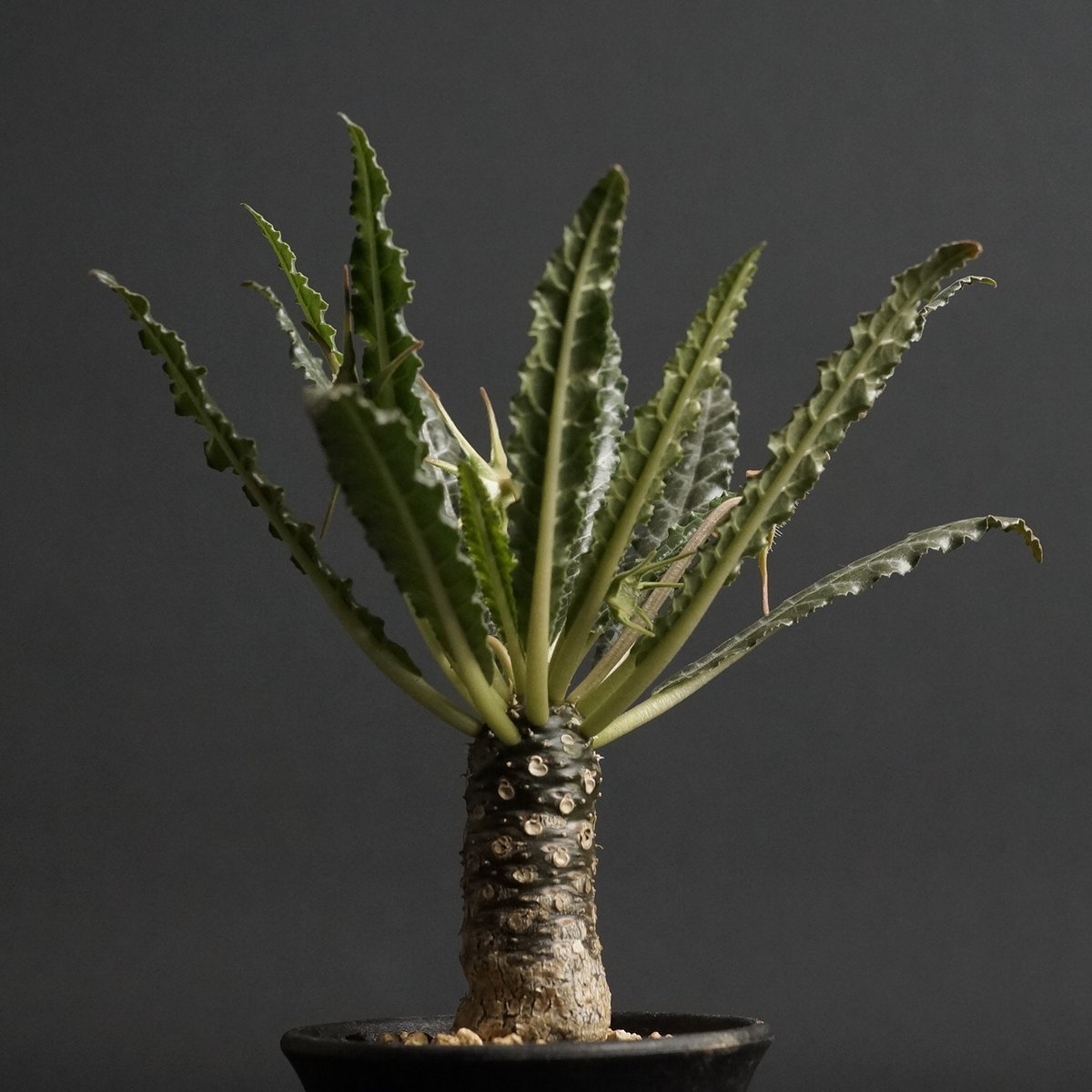 ドルステニア　ランキフォリア　斑入り Dorstenia lancifolia