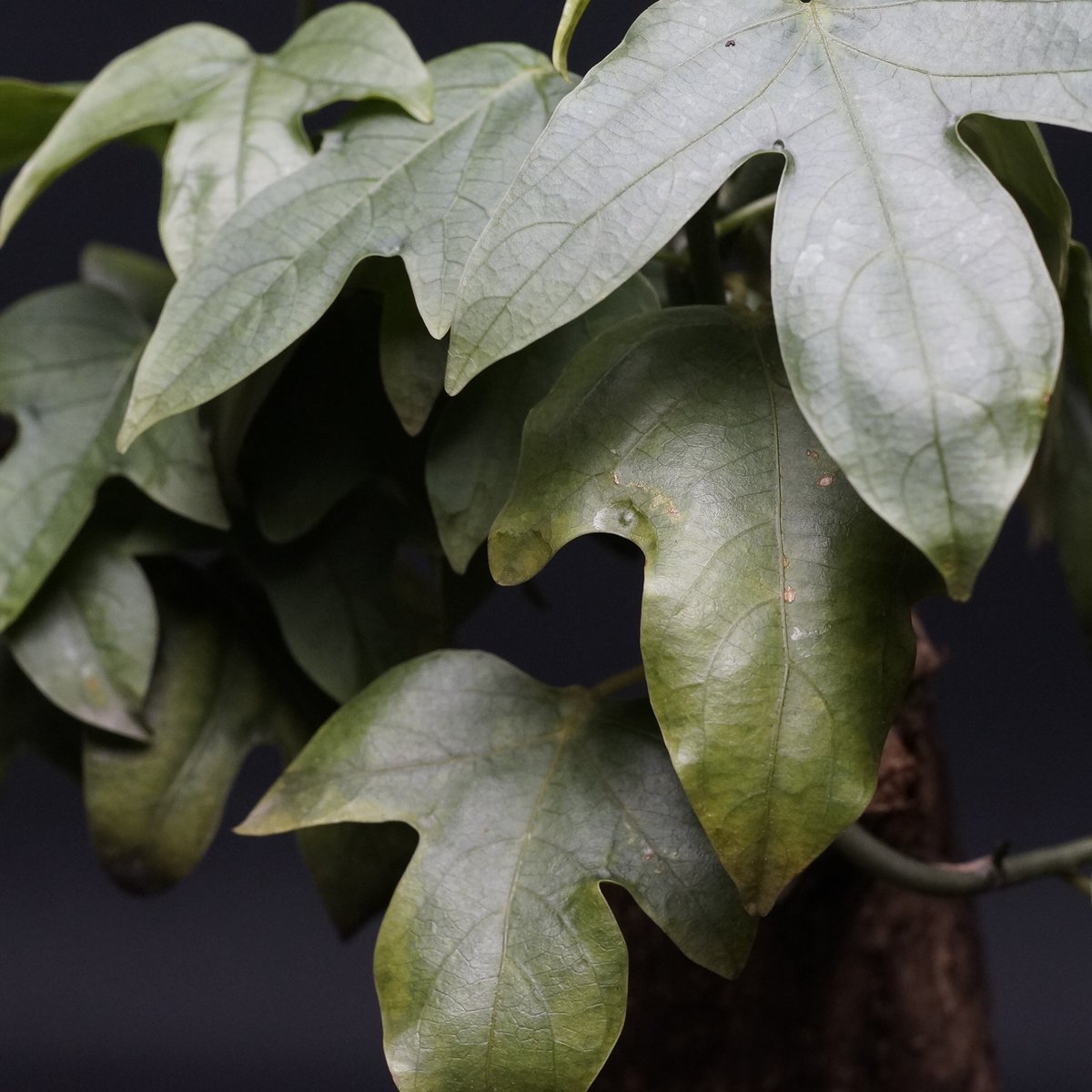 Adenia viridiflora