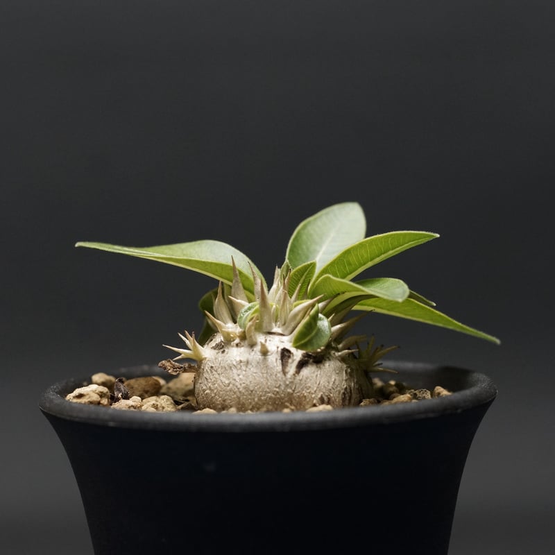 Pachypodium enigmaticum