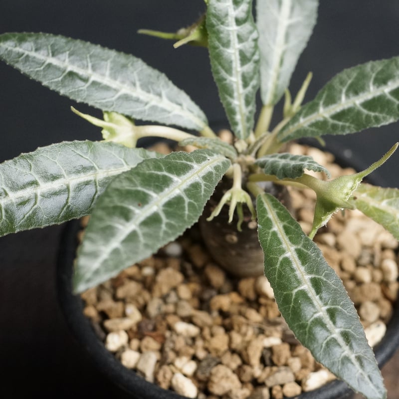 Dorstenia lancifolia
