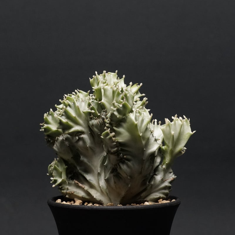 EUPHORBIA JOURNAL 1 ユーフォルビア 洋書 植物 インテリア EUPHORBIA JOURNAL 1 ユーフォルビア 洋書 植物 インテリア The