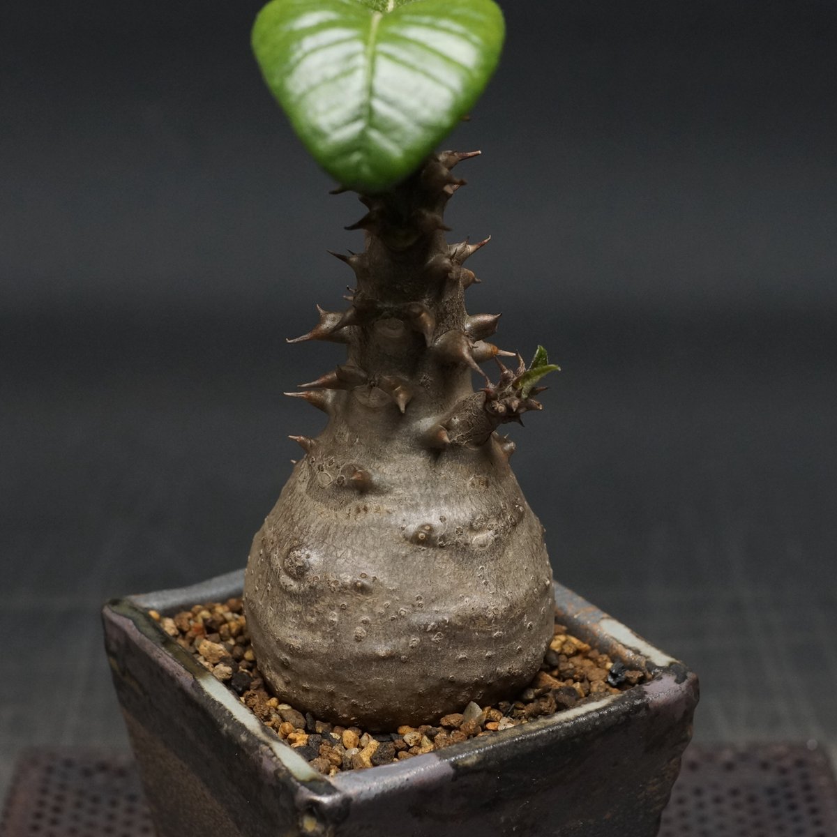 Pachypodium Windsorii