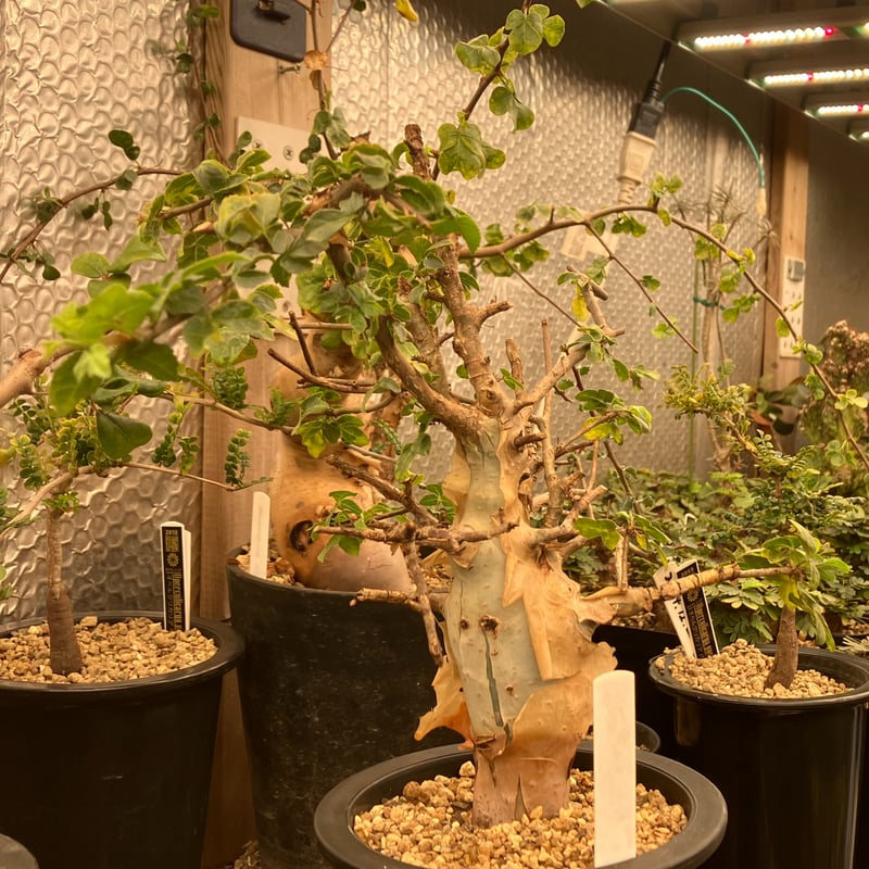 Commiphora kataf var. turkanensis Commiphora kataf var. turkanensis
