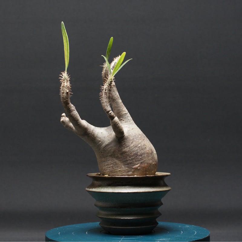 パキポディウム グラキリス 