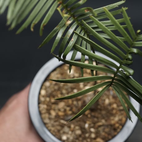 "Dioon edule" ディオーン エデュレ 管理2116