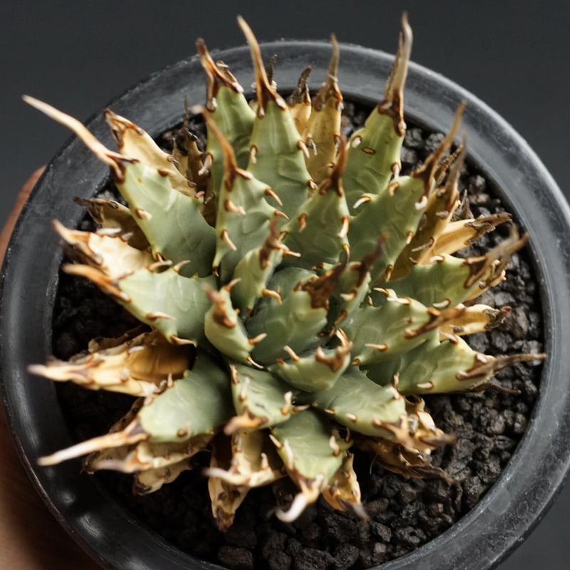 Agave utahensis var. eborispina