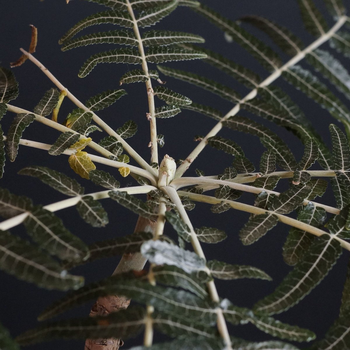 ボスウェリア エロンガータ Boswellia 大株 ボスウェリア エロンガータ Boswellia 大株