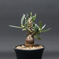 Boswellia nana