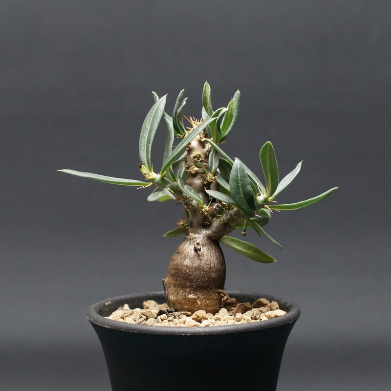 パキポディウム ビスピノーサム 