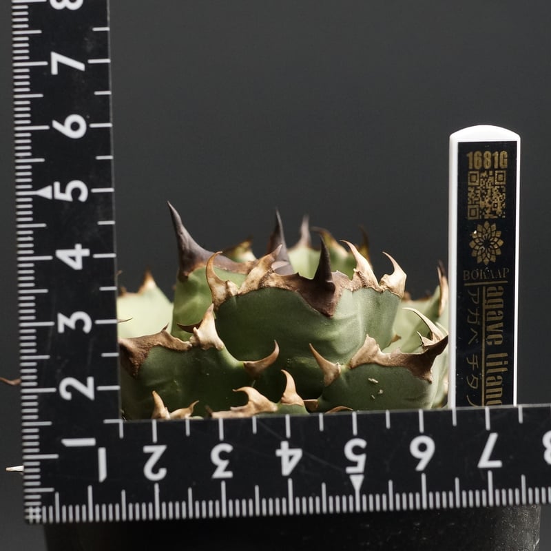 agave titanota agave titanota
