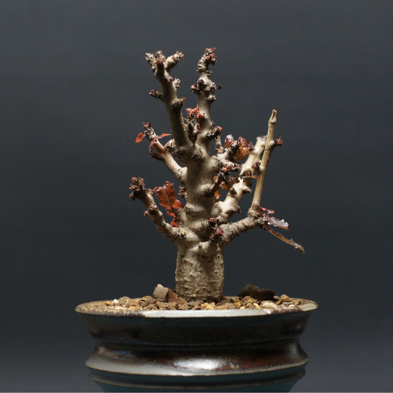 ボスウェリア ナナ 