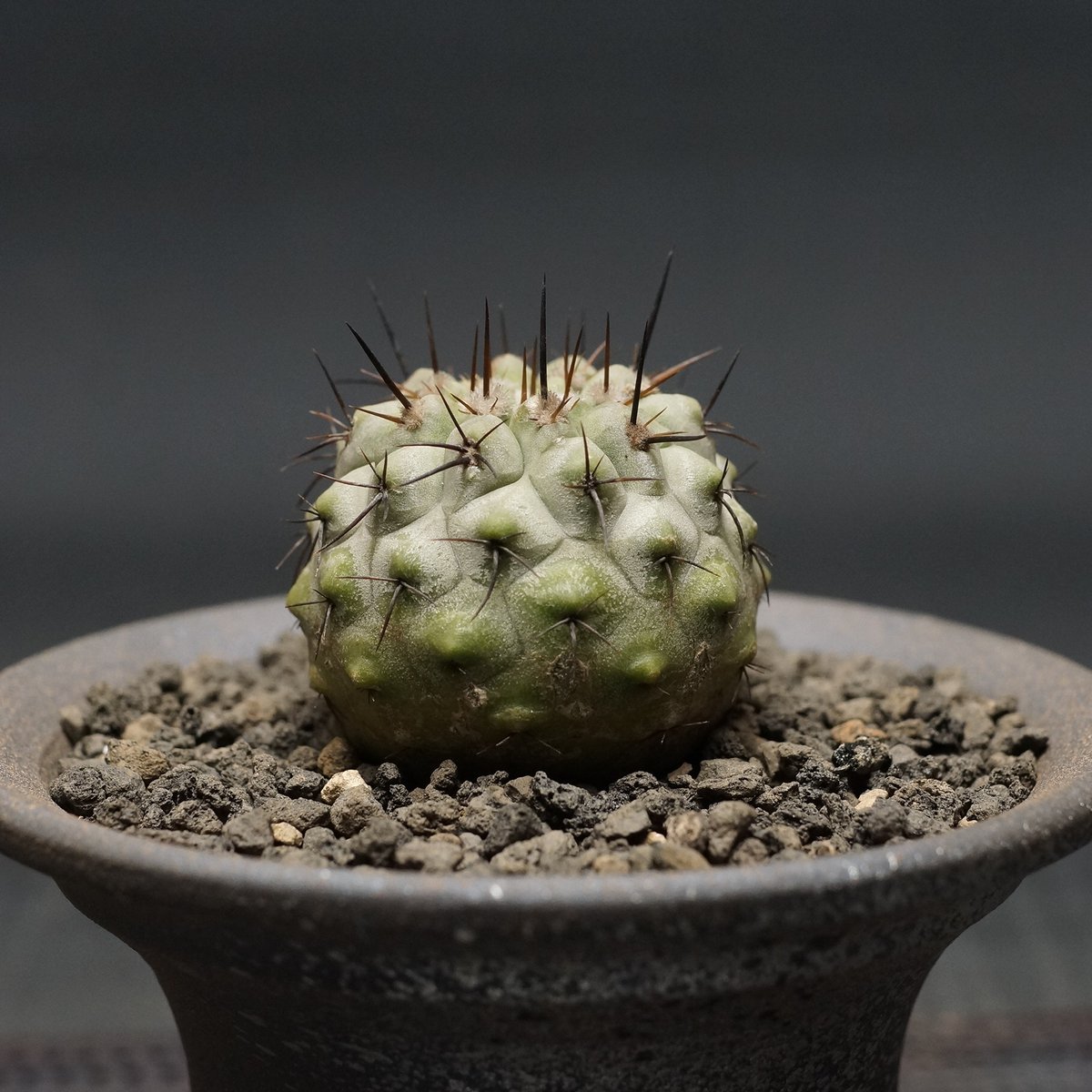 copiapoa cinerea コピアポア、シネレ　黒王丸 コピアポアシネレア黒王丸 | STORES