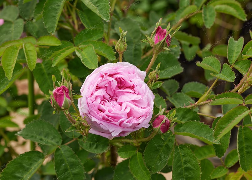 ロサ ケンティフォリア - Rosa centifolia ＜花写真＞ | 姫野ばら園 