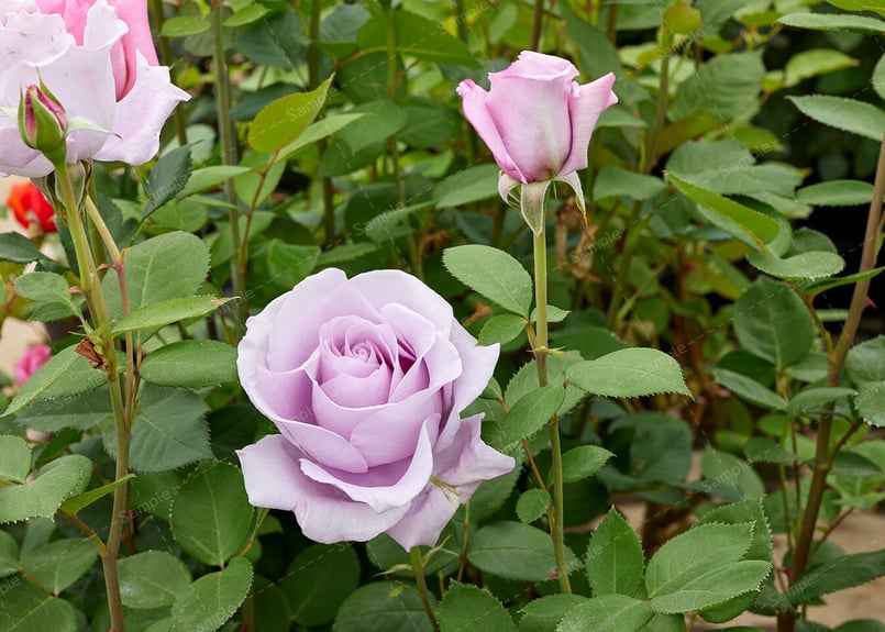 ブルー ムーン - Blue Moon ＜花写真＞ | 姫野ばら園八ヶ岳農場 写真販売店