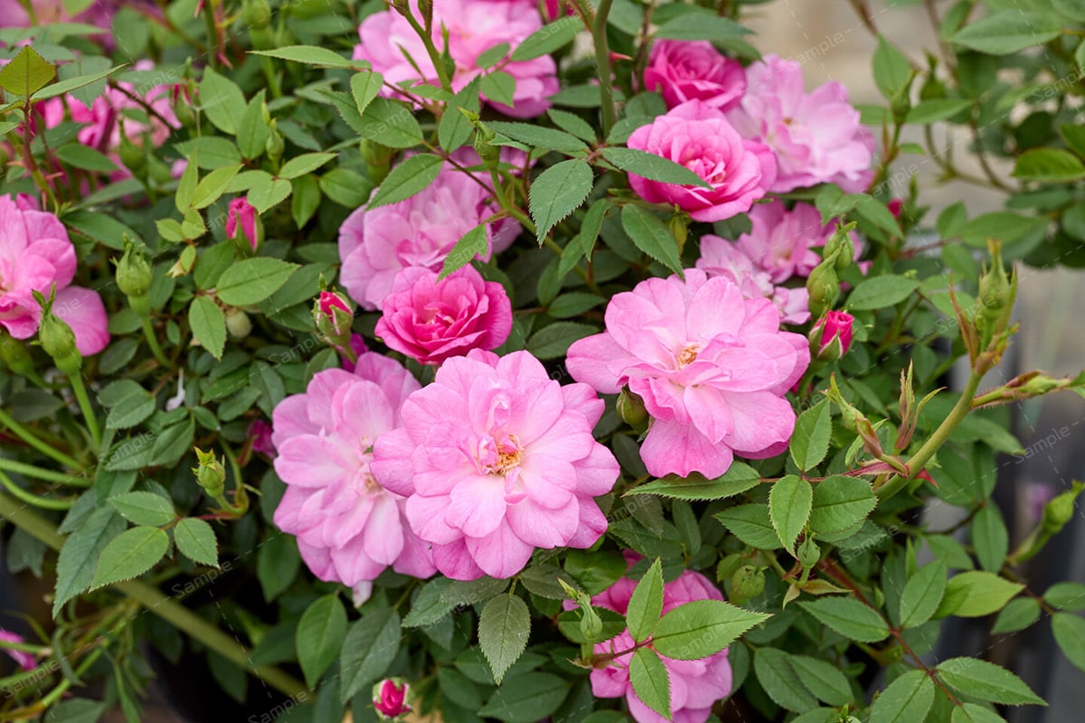 ロサ キネンシス ミニマ - Rosa chinensis minima ＜花写真