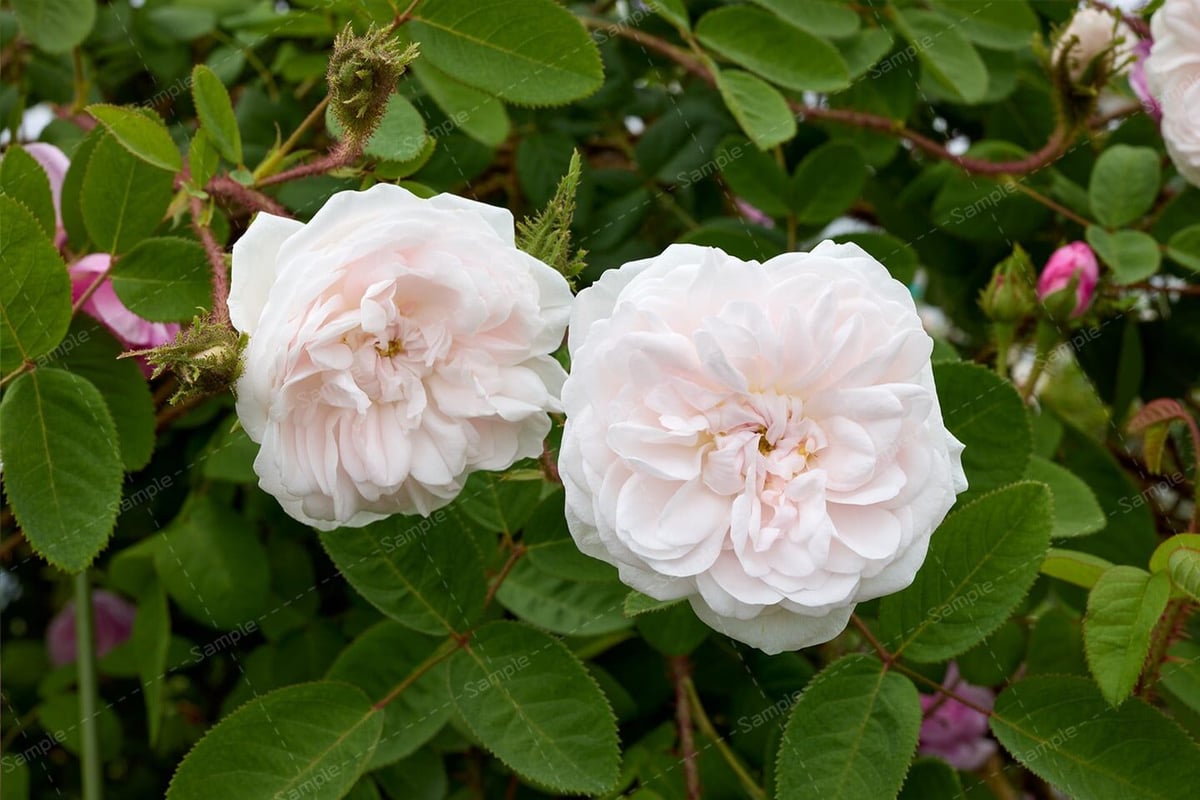 シェイラーズ ホワイト モス Shailer’s White Moss ＜花写真＞