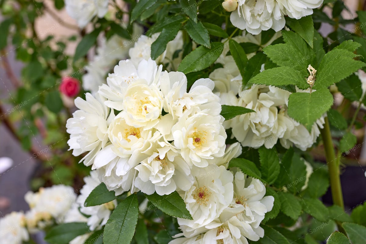 ピューレッツァ - Purezza ＜花写真＞ 【ピューレッツァ】 苗 バラ