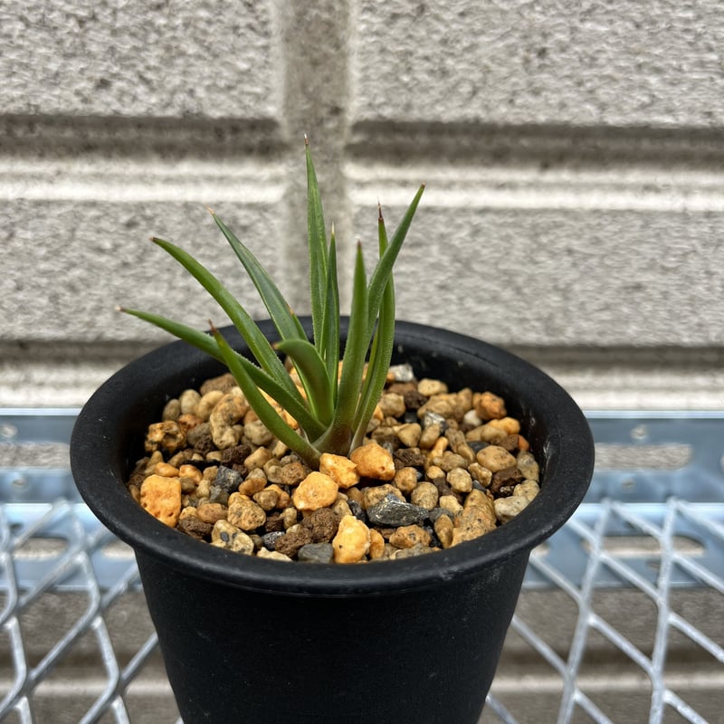 アカベ　ジェミネフローラ 特選メリクロン株】アガベ・ジェミニフローラ「ラスタマン」 3号