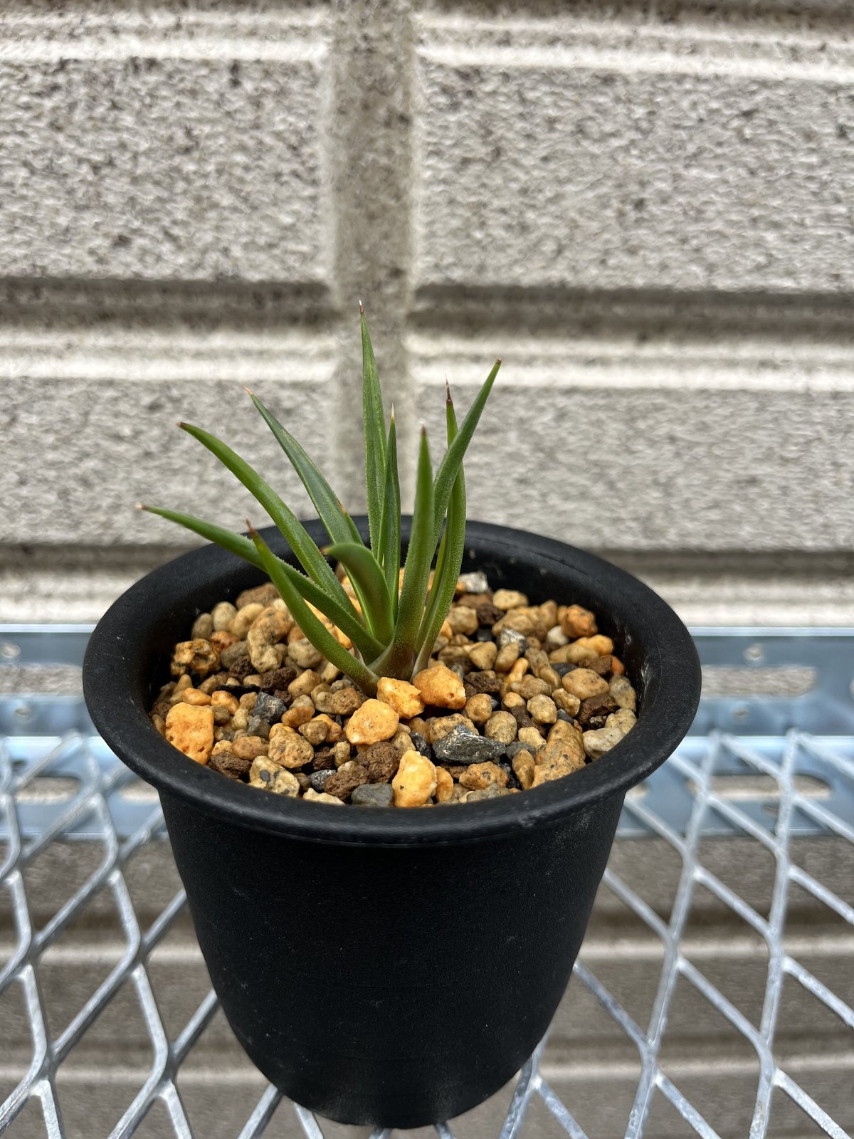 アガベ・ジェミニフローラ | yu-ki.green.10's STORE