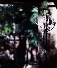 根曳き松